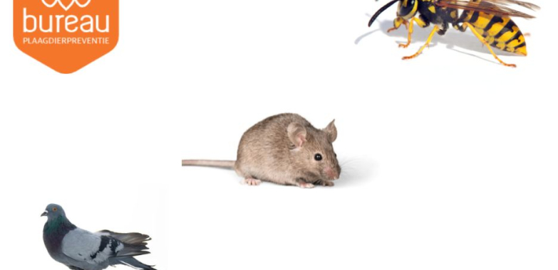 Keep Your Home Safe: Effective Pest Cleanup and Prevention Solutions