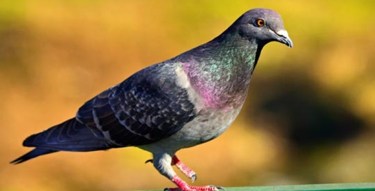 Effective Roach Management for Edmonton Homes | Trusted Pest Pros