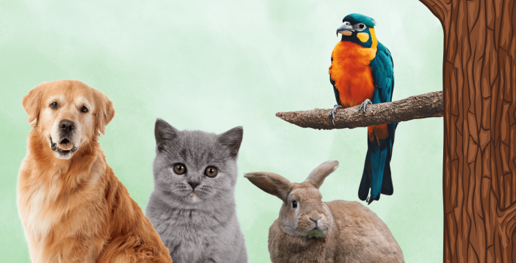 Compassionate Veterinary Care in Doha for Your Pets