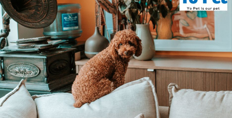 Discover Top Pet Essentials and Trusted Advice for Pet Lovers