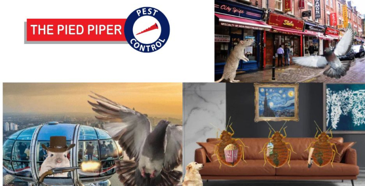 Expert pest solutions for homes and businesses in north London