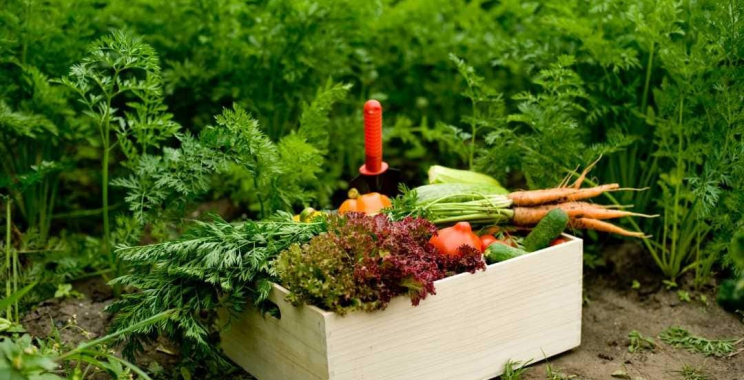 Premium Avocado Supply for Global Markets | Trusted Tanzanian Producers