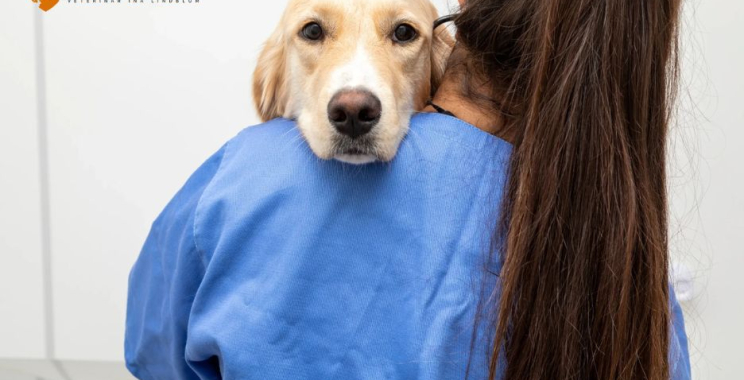 Omsorgsfull kattvård i Simrishamn – stöd och val i svåra stunder