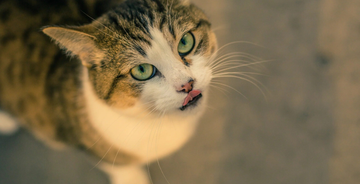 Protective Front Cabin Barrier for Pets and Cargo