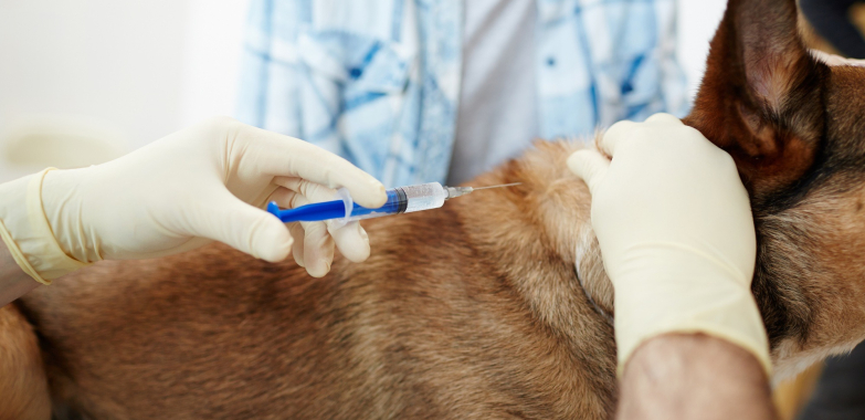 A Gentle Goodbye at Home: Compassionate Support for You and Your Dog