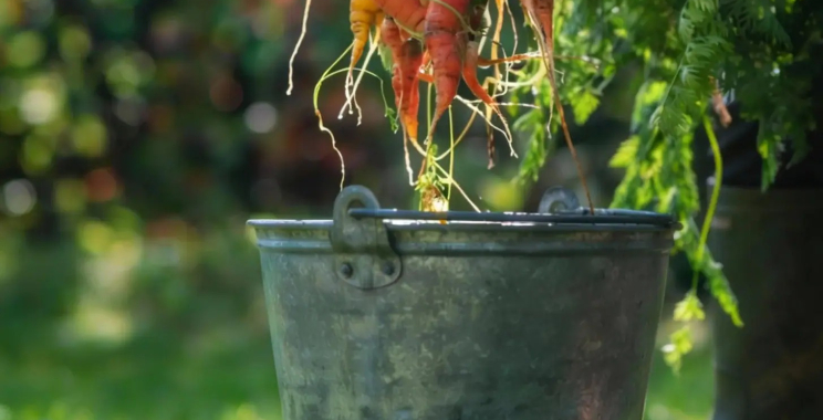 Cultivating charm: simple, stylish homestead at home ideas