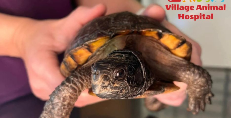 Compassionate UK Pet Care at Your Local Veterinary Team