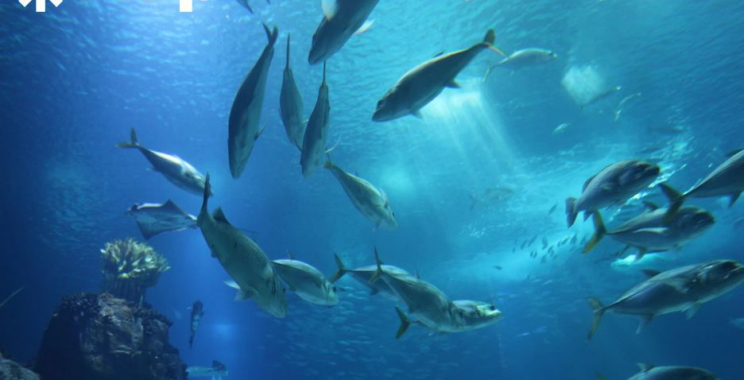 Premium Marine Collagen from a Trusted Source