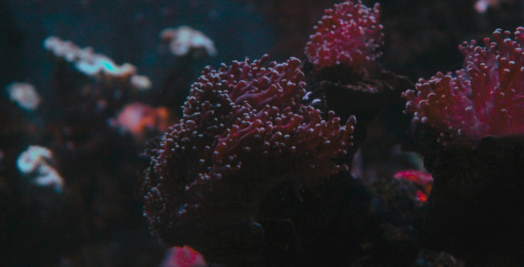 Explore Nile-Linked Luxury Aboard a Red Sea Voyage