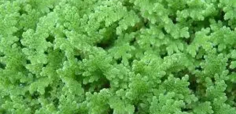 Transform Your Aquarium with Fresh Water Plants Delivered to Your Door