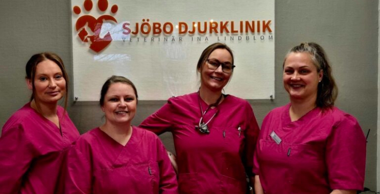 Expertvård för din katt i Veberöd – sköt om tänderna hos vårdteamet