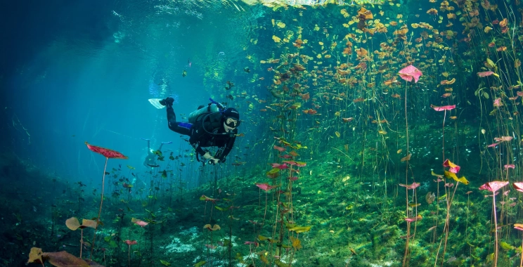 Explore Mexico’s Underwater Realms: Cenote Diving Adventures
