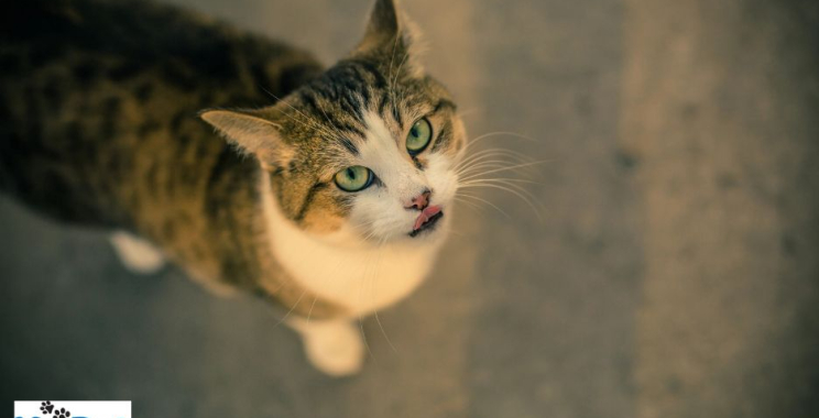 Treat Your Pet: Irresistible Fold Hill Inspired Biscuits