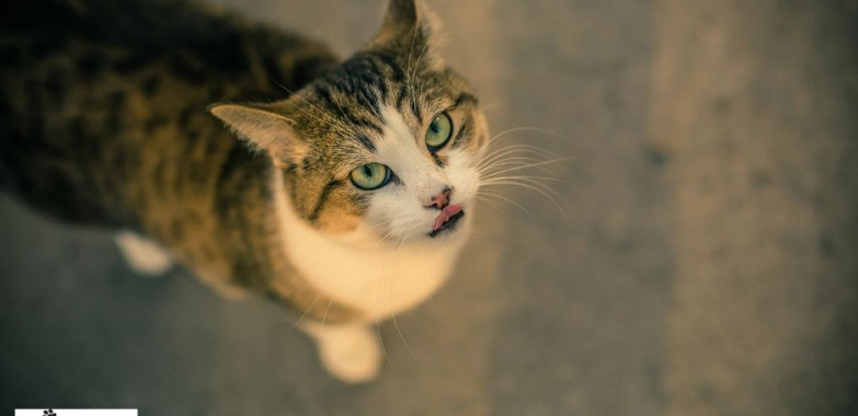 Treat Your Pet: Irresistible Fold Hill Inspired Biscuits