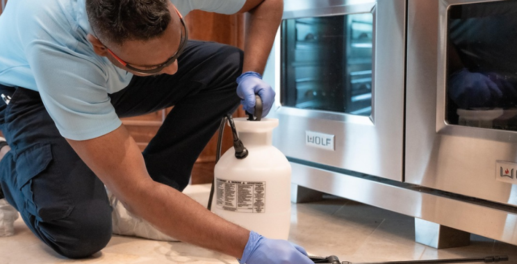 Top Pest Control Experts in Calgary for Homes and Businesses