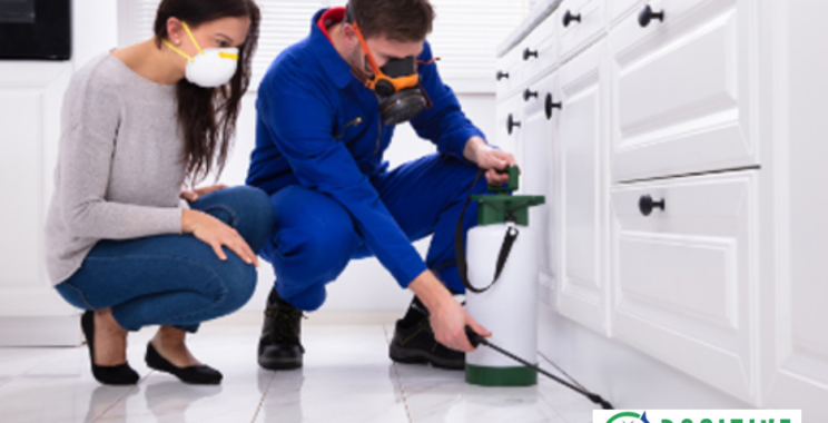 Professional Spider Elimination in Calgary for Peace of Mind