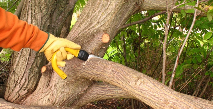 Expert Tree Care in Elk Grove — Trim, Shape, and Protect Your Trees
