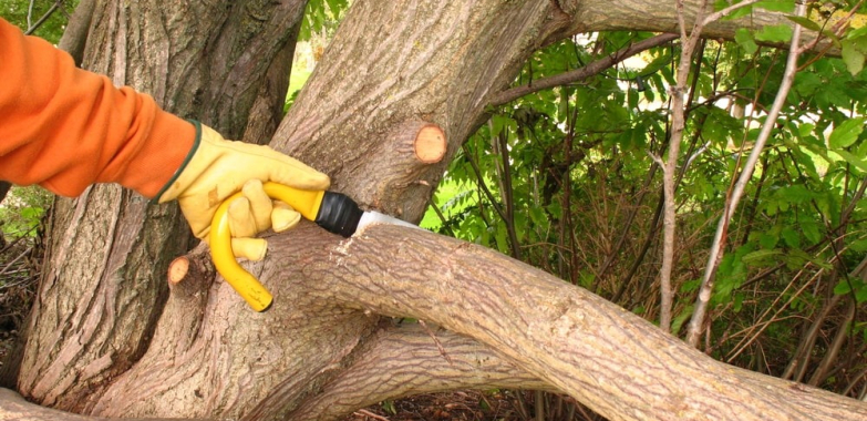 Expert Tree Care in Elk Grove — Trim, Shape, and Protect Your Trees
