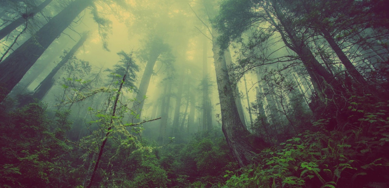 Expert Tree Care for Homes and Business Premises