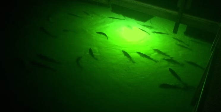 Illuminate Your Dock: Durable, High-Performance Subaquatic Lighting