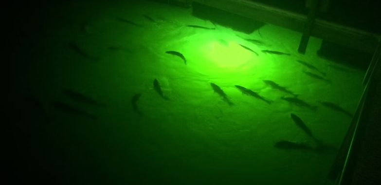 Illuminate Your Dock: Durable, High-Performance Subaquatic Lighting