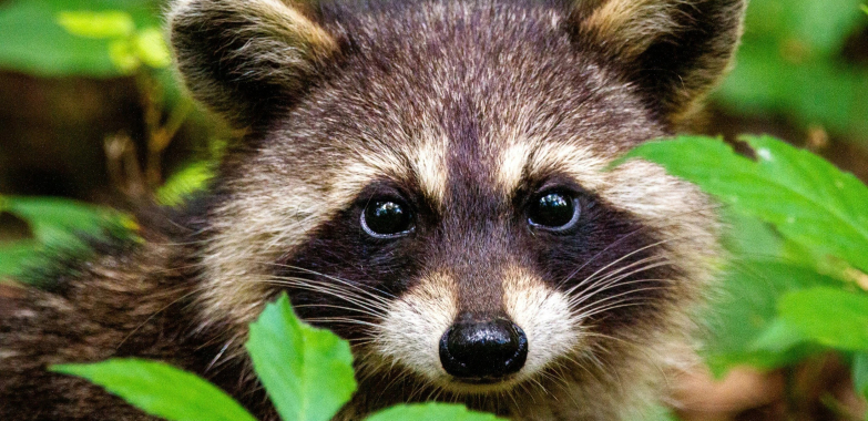 Effective Squirrel Prevention and Removal in Branchville
