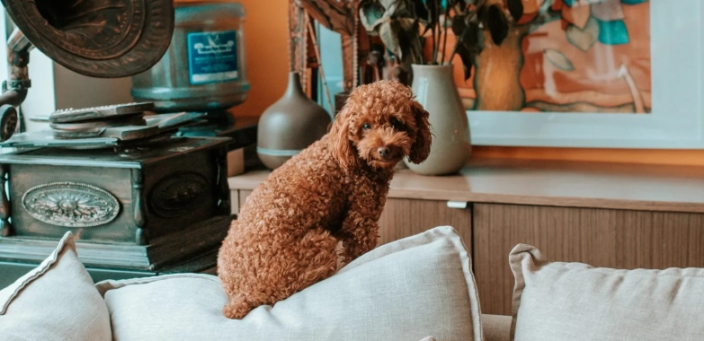 Ultimate Guide to Yo Pet: Features, Benefits, and User Tips