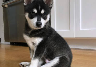 Alaskan Klee Kai Puppy Get a Healthy, Happy Puppy for Your Home