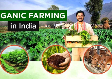 The Organic Farming Types and Methods of Farming