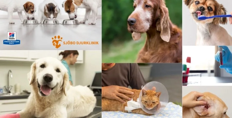 Professionell och Omtänksam Avlivning av Katt i Ystad – Sjobodjurklinik.se