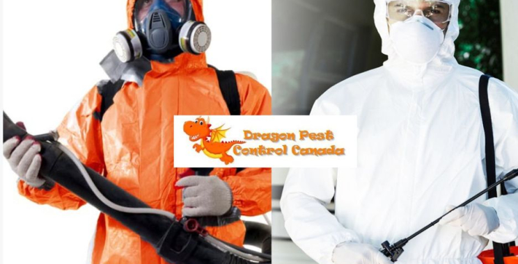 Trusted Flea Infestation Solutions for Homes in Alberta