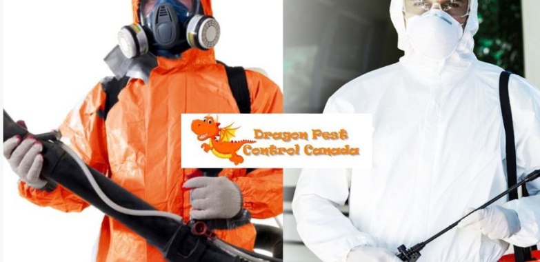 Trusted Flea Infestation Solutions for Homes in Alberta