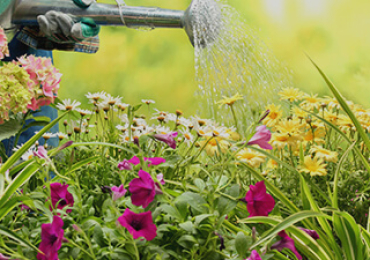 Expert Lawn Mowing Mascot Services for a Pristine Garden