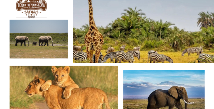 Experience Tanzania’s Wild Heart: Iconic Safari in Kilimanjaro Region