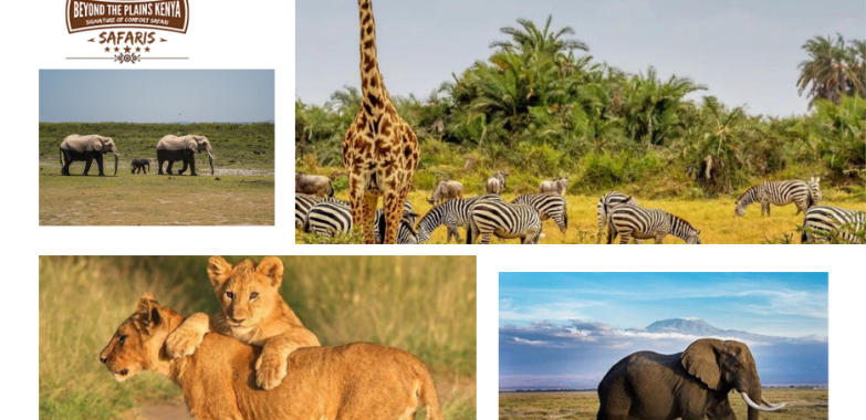 Experience Tanzania’s Wild Heart: Iconic Safari in Kilimanjaro Region