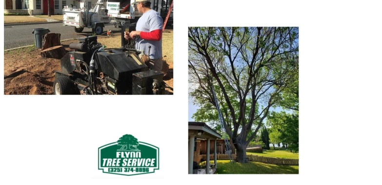 Flynn Tree Service – Professional Tree Trimming, Removal, and Maintenance Experts