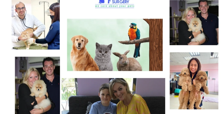 Trusted Pet Relocation Services Qatar for Safe and Stress-Free Travel