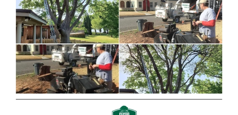 Professional Tree Removal Services for Safe and Efficient Property Care