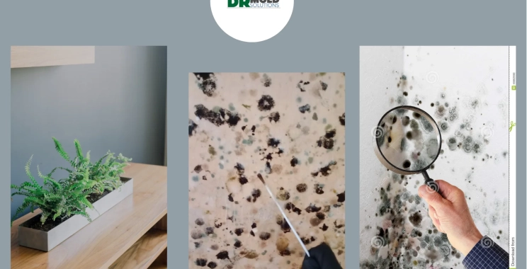 Reliable Indoor Mold Testing Services for Homes and Businesses