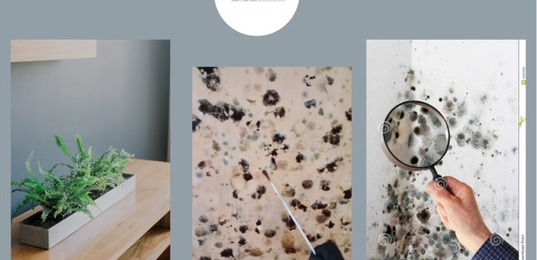 Reliable Indoor Mold Testing Services for Homes and Businesses