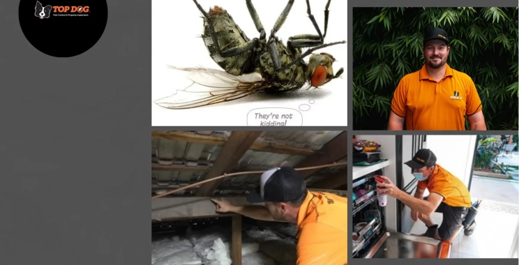 Effective Pest Control Hope Island Services for Reliable Pest Management