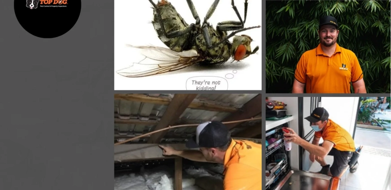 Effective Pest Control Hope Island Services for Reliable Pest Management