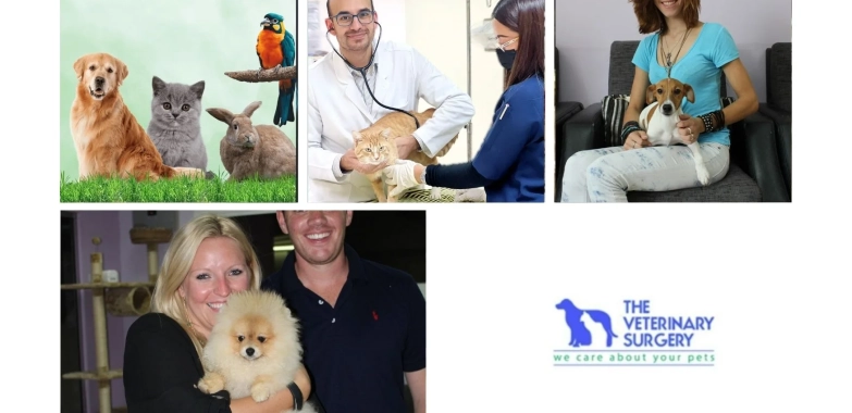 Trusted Pet Relocation Services Qatar for Safe and Stress-Free Travel