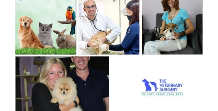 Expert Vet Center Qatar Services for Advanced Pet Care and Compassionate Treatment