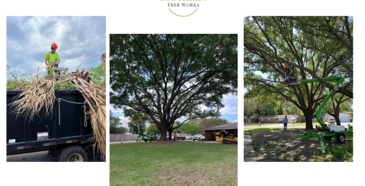 Reliable Tree Services Near Dothan, AL for Safe, Clean Cuts